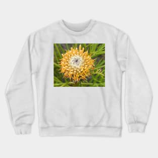 Isopogon anemonifolius .. aka Drumstick Crewneck Sweatshirt